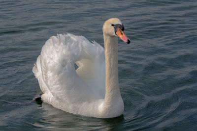 The beauty of a swan in a love period