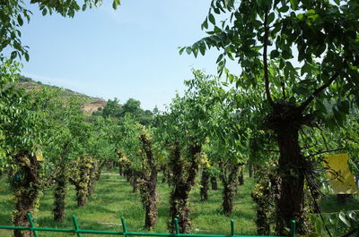 Trees growing in farm