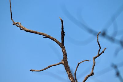 Low angle view of bare tree against clear blue sky