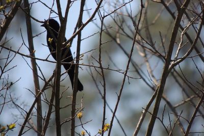 Low angle view of bird perching on tree against sky