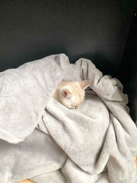 Cat lying on bed at home