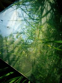 Close-up of plants seen through glass