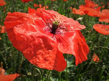 Close-up of wet red hibiscus blooming outdoors