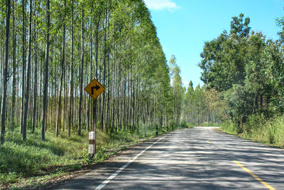 Empty road along trees