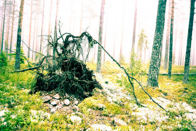 Close-up of fresh plants against trees