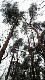 Low angle view of trees against sky