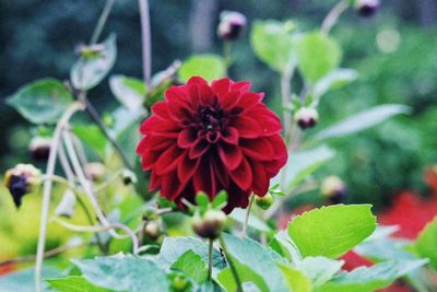 Close-up of red flowering plant in park