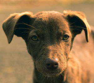 Close-up portrait of dog