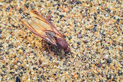 High angle view of insect on pebbles