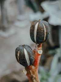 Close-up of fruit growing on tree