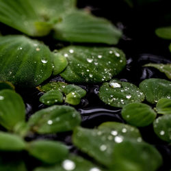 Close-up of water drops on leaves