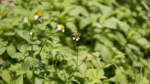 Honey bees pollinating on flower in the garden.