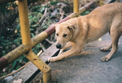 High angle view of dog resting outdoors