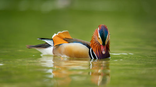 Close-up of mandarin duck