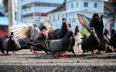 Pigeons on street