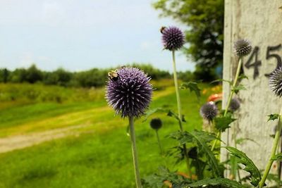 Close-up of dandelion flowers blooming in field