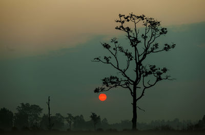 Silhouette tree against sky at sunset