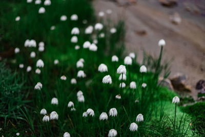 Close-up of white flowering plants on field
