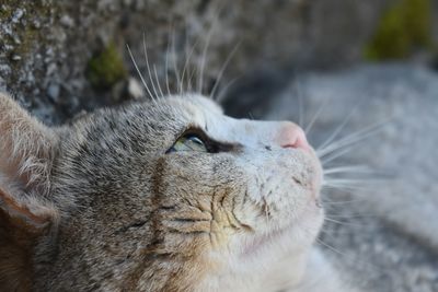 Close-up of a cat