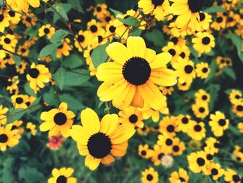 Close-up of yellow flowering plant