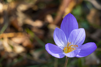 flowering plant