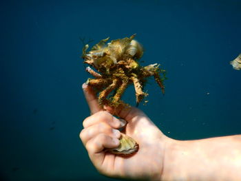 Close-up of hand holding turtle in sea