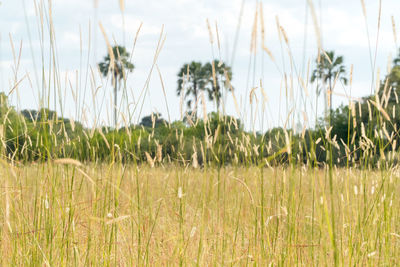 Close-up of crops growing on field against sky