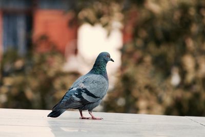 Close-up of pigeon perching on railing