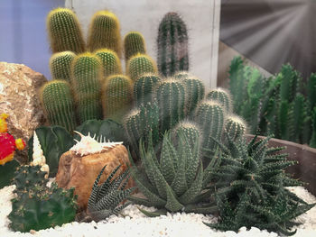 Close-up of cactus plant