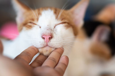 Close-up of hand holding cat