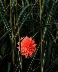 Close-up of wet pink flower