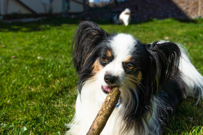 Kooper loves he's stick