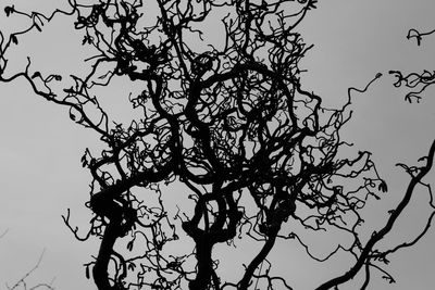 Low angle view of bare trees