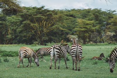 Zebras on field against trees at crater lake wildlife conservancy, naivasha, kenya 