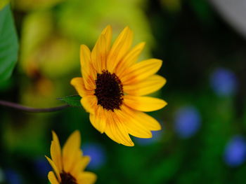 Close-up of yellow flower