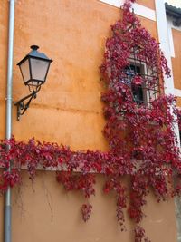 Low angle view of flowers
