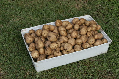 High angle view of sausages in box on field