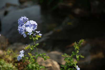 Close-up of purple flowering plant