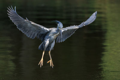 bird