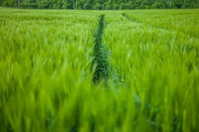 Full frame shot of corn field