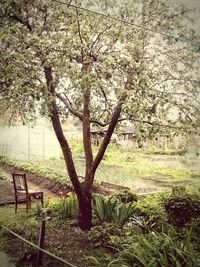 Trees growing on field