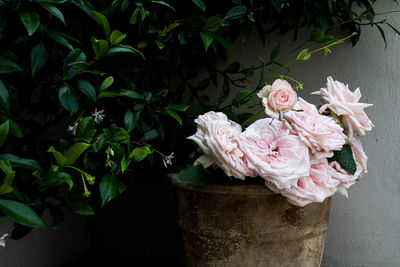 Close-up of rose flower pot