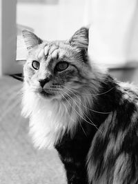 Close-up portrait of a cat