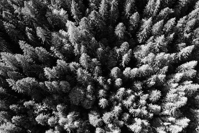 Full frame shot of tree in winter