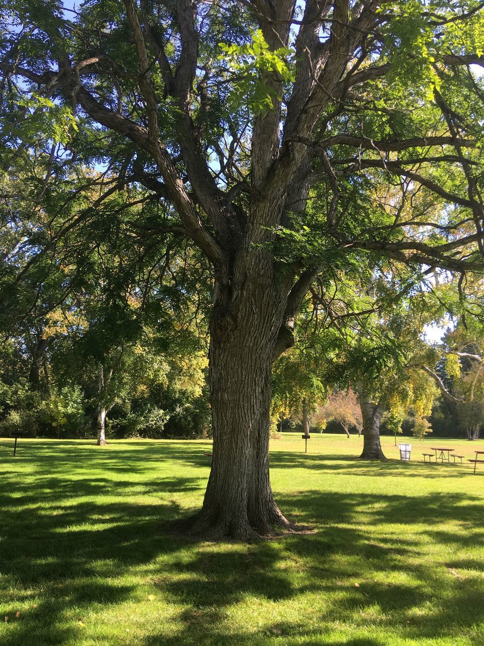 plant, tree, grass, green, nature, shadow, sunlight, growth, beauty in nature, tranquility, no people, leaf, day, park, tree trunk, tranquil scene, trunk, woodland, field, outdoors, park - man made space, scenics - nature, environment, land, lawn, landscape, flower, garden, sky, branch