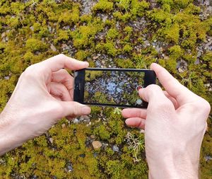 Cropped hand of person photographing plants with mobile phone