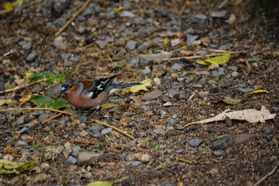 High angle view of bird on field