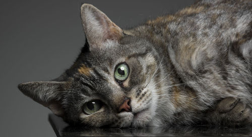 Close-up portrait of cat against gray background