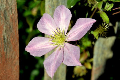 Close-up of pink flower blooming outdoors