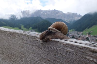 Close-up of snail on wood